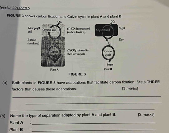 Session 2014/2015
FIGURE 3 shows carbon fixation and Calvin cycle in plant A and plant B.
(a) Both plants in FIGURE 3 have adaptations that facilitate carbon fixation. State THREE
factors that causes these adaptations. [3 marks]
_
_
_
(b) Name the type of separation adapted by plant A and plant B. [2 marks]
Plant A :_
Plant B :_