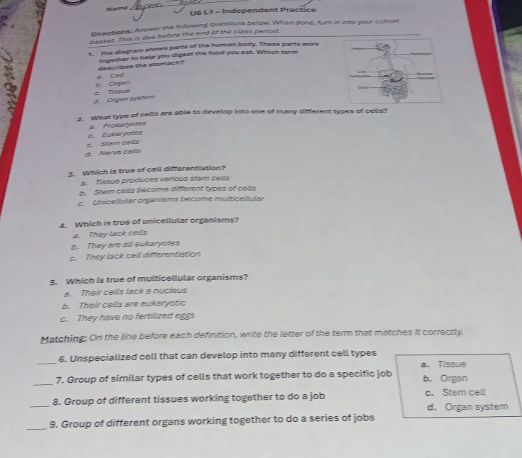 Name U6 L1 - Independent Practice
Directions: Answer the following questions below. When done, furn in into your cohort
baskes. This is due before the end of the class period.
1. The diagram shows parts of the human body. These parts work
together to help you digest the food you eat. Which term
describes the stomach?
a. Call
b. Orgain
c. Tissue
d. Organ system
2. What type of cells are able to develop into one of many different types of cells?
d. Prokaryotes
b. Eukaryotes
c. Stem cells
d. Nerve cells
3. Which is true of cell differentiation?
a. Tissue produces various stem cells
b. Stem cells become different types of cells
c. Unicellular organisms become multicellular
4. Which is true of unicellular organisms?
a. They lack cells
b. They are all eukaryotes
c. They lack cell differentiation
5. Which is true of multicellular organisms?
a. Their cells lack a nucleus
b. Their cells are eukaryotic
c. They have no fertilized eggs
Matching: On the line before each definition, write the letter of the term that matches it correctly.
_
6. Unspecialized cell that can develop into many different cell types
a.Tissue
_
7. Group of similar types of cells that work together to do a specific job b. Organ
_
8. Group of different tissues working together to do a job c. Stem cell
d. Organ system
_9. Group of different organs working together to do a series of jobs