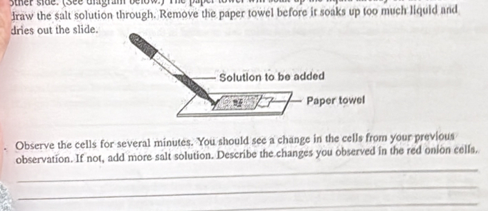 5ther side. (see dlagram below) T e p 
draw the salt solution through. Remove the paper towel before it soaks up too much liquid and 
dries out the slide. 
Observe the cells for several minutes. You should see a change in the cells from your previous 
_ 
observation. If not, add more salt solution. Describe the changes you observed in the red onion cells, 
_ 
_