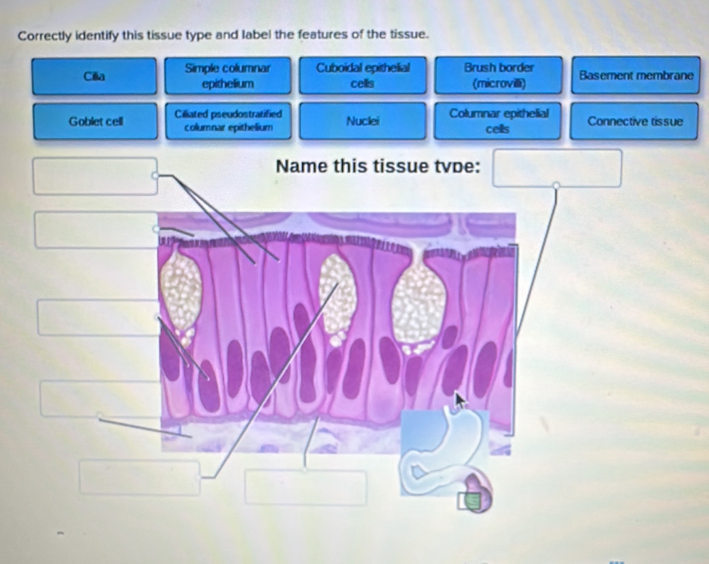 Correctly identify this tissue type and label the features of the tissue.
Cilia Simple columnar Cuboidal epithelial Brush border Basement membrane
epithelium cells (microvillit)
Gobletcell Ciliated pseudostratified Nuclei Columnar epithelial Connective tissue
columnar epithelium cells
Name this tissue tvpe: