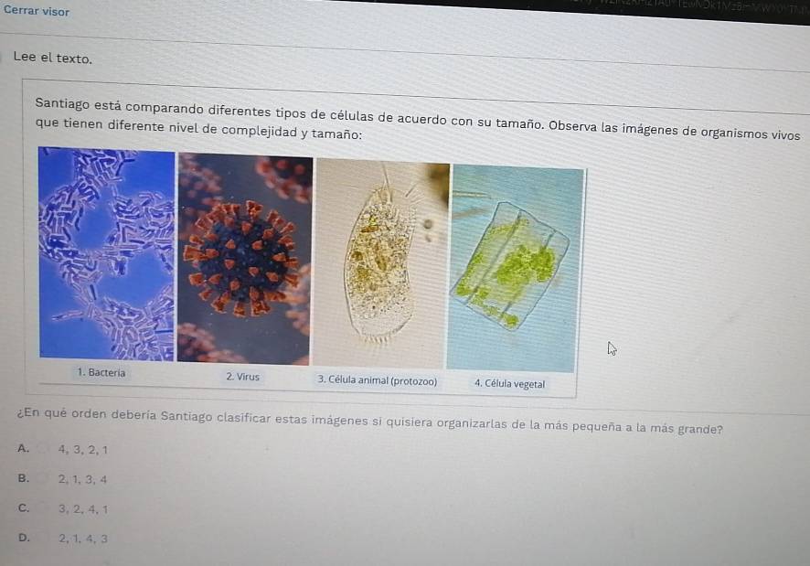 Cerrar visor
Lee el texto.
Santiago está comparando diferentes tipos de células de acuerdo con su tamaño. Observa las imágenes de organismos vivos
que tienen diferente nivel de complejidad y tamaño:
1. Bacteria 2. Virus 3. Célula animal (protozoo) 4. Célula vegetal
¿En que orden debería Santiago clasificar estas imágenes si quisiera organizarlas de la más pequeña a la más grande?
A. 4, 3, 2, 1
B. 2, 1, 3, 4
C. 3, 2, 4, 1
D. 2, 1, 4, 3