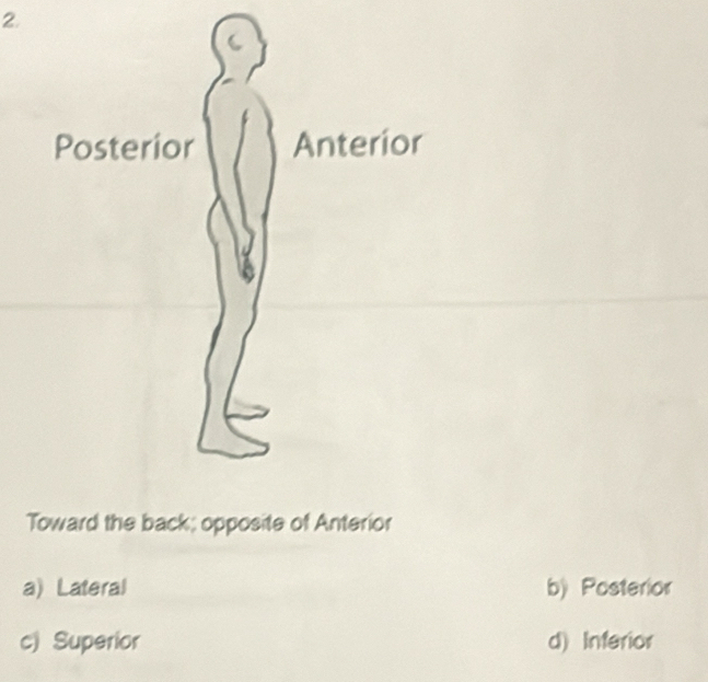 Toward the back; opposite of Anterior
a) Lateral b) Posterior
c) Superior d) Inferior