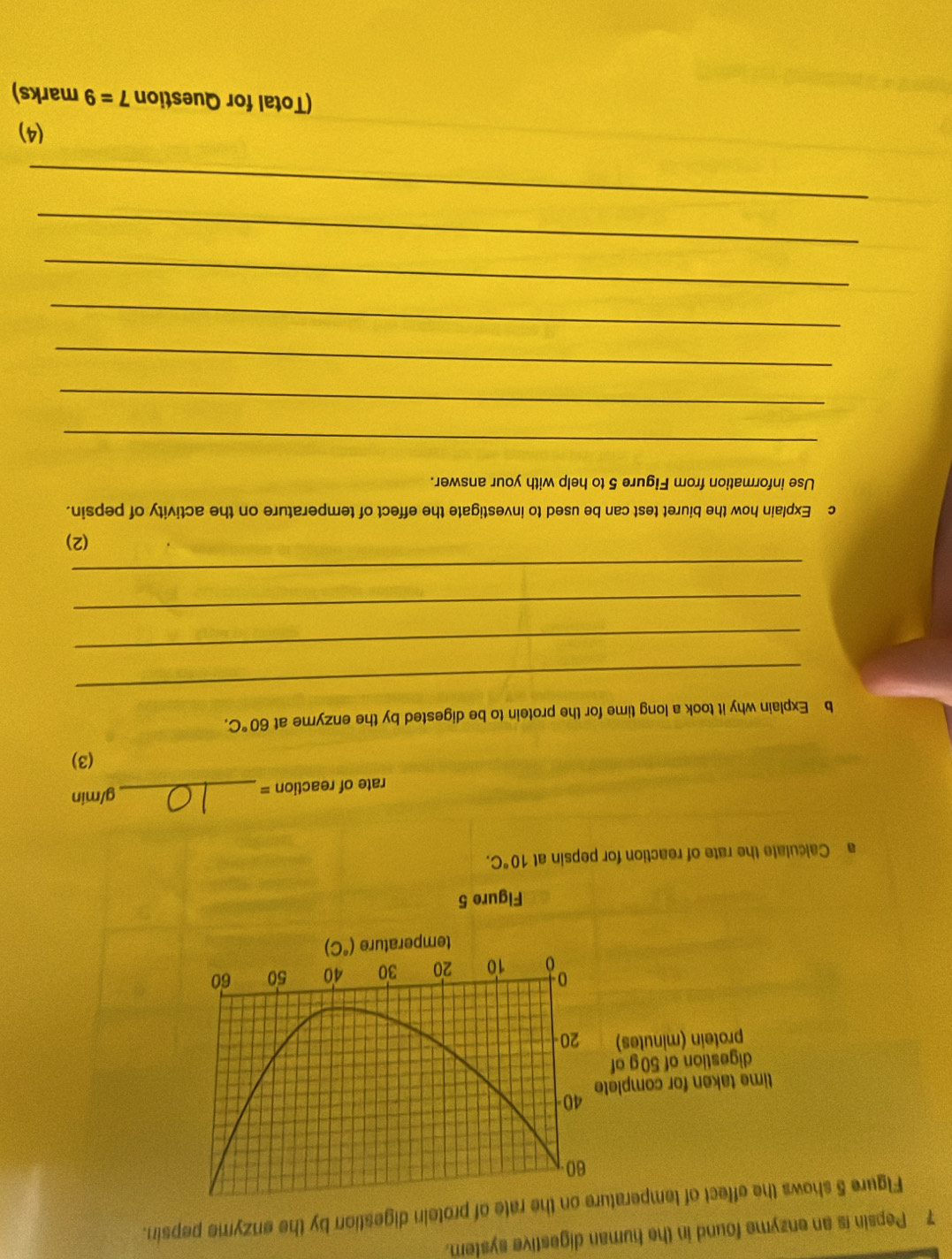 Pepsin is an enzyme found in the human digestive system. 
Figure 5 shows the effect of temperature on the rate of protein digestion by the enzyme pepsin.
60
time taken for complete 40
digestion of 50 g of 
protein (minutës) 20
10 20 30 40 50 60
temperature (^circ C)
Figure 5 
a Calculate the rate of reaction for pepsin at 10°C. 
rate of reaction =_  g/min
(3) 
_ 
b Explain why it took a long time for the protein to be digested by the enzyme at 60°C. 
_ 
_ 
_ 
(2) 
c Explain how the biuret test can be used to investigate the effect of temperature on the activity of pepsin. 
Use information from Figure 5 to help with your answer. 
_ 
_ 
_ 
_ 
_ 
_ 
_ 
(4) 
(Total for Question 7=9 marks)