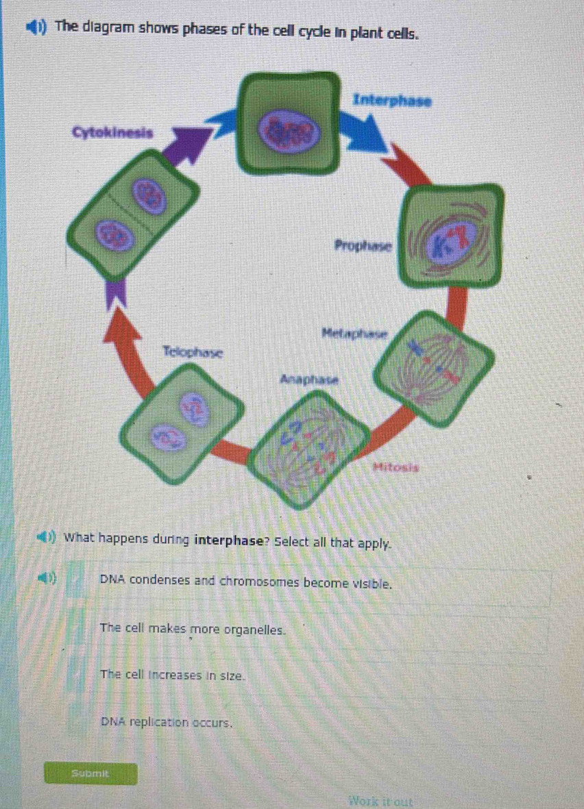 Solved: The diagram shows phases of the cell cycle in plant cells ...