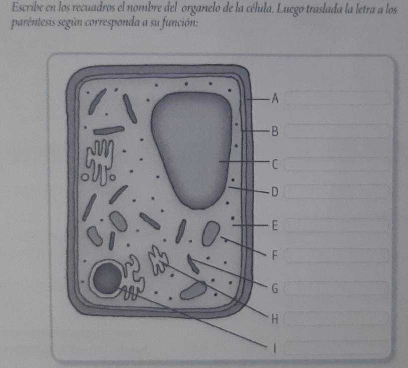 Escribe en los recuadros el nombre del organelo de la célula. Luego traslada la letra a los 
parêntesis según corresponda a su función: