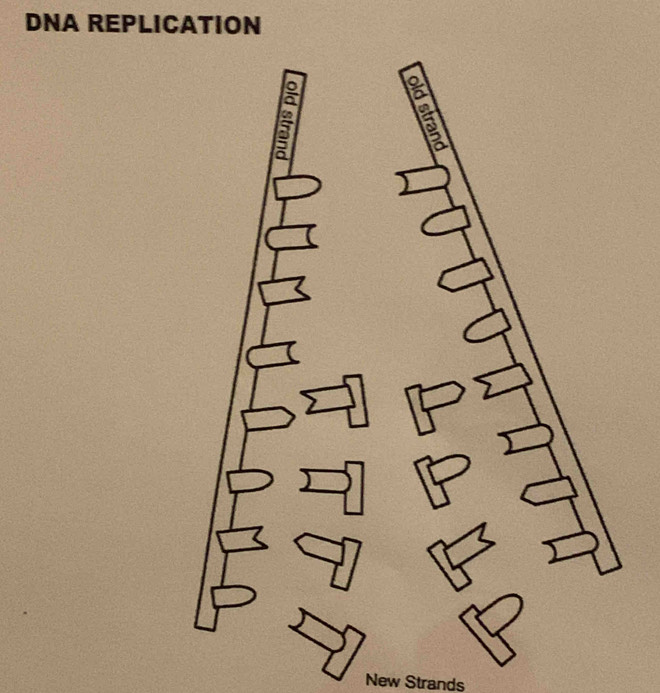 DNA REPLICATION 
÷ 
New Strands