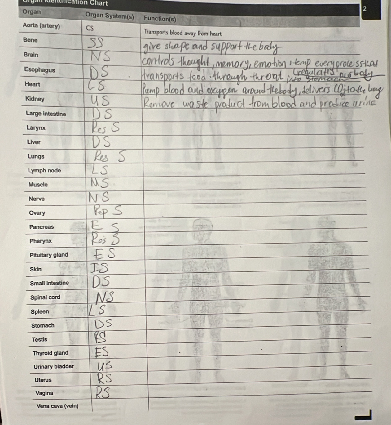 Organ identncation Chart 
2 
Organ Organ System(s) Function(s) 
Aorta (artery) CS Transports blood away from heart 
Bone 
Brain 
Esophagus 
Heart 
Kidney 
Large intestine 
Larynx 
Liver 
Lungs 
Lymph node 
Muscle 
Nerve 
Ovary 
Pancreas 
Pharynx 
Pituitary gland 
Skin 
Small intestine 
Spinal cord 
Spleen 
Stomach 
Testis 
Thyroid gland 
Urinary bladder 
Uterus 
Vagina 
Vena cava (vein)