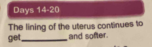 Days 14-20 
The lining of the uterus continues to 
get_ and softer.