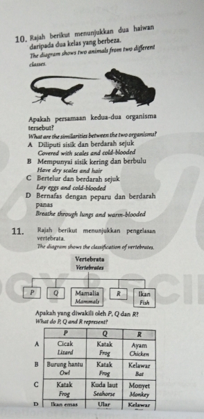 Rajah berikut menunjukkan dua haiwan
daripada dua kelas yang berbeza.
The diagram shows two animals from two different
classes.
Apakah persamaan kedua-dua organisma
tersebut?
What are the similarities between the two organisms?
A Diliputi sisik dan berdarah sejuk
Covered with scales and cold-blooded
B Mempunyai sisik kering dan berbulu
Have dry scales and hair
C Bertelur dan berdarah sejuk
Lay eggs and cold-blooded
D Bernafas dengan peparu dan berdarah
panas
Breathe through lungs and warm-blooded
11. Rajah berikut menunjukkan pengelasan
vertebrata.
The diagram shows the classification of vertebrates.
Apakah yang diwakili oleh P, Q dan R?
W