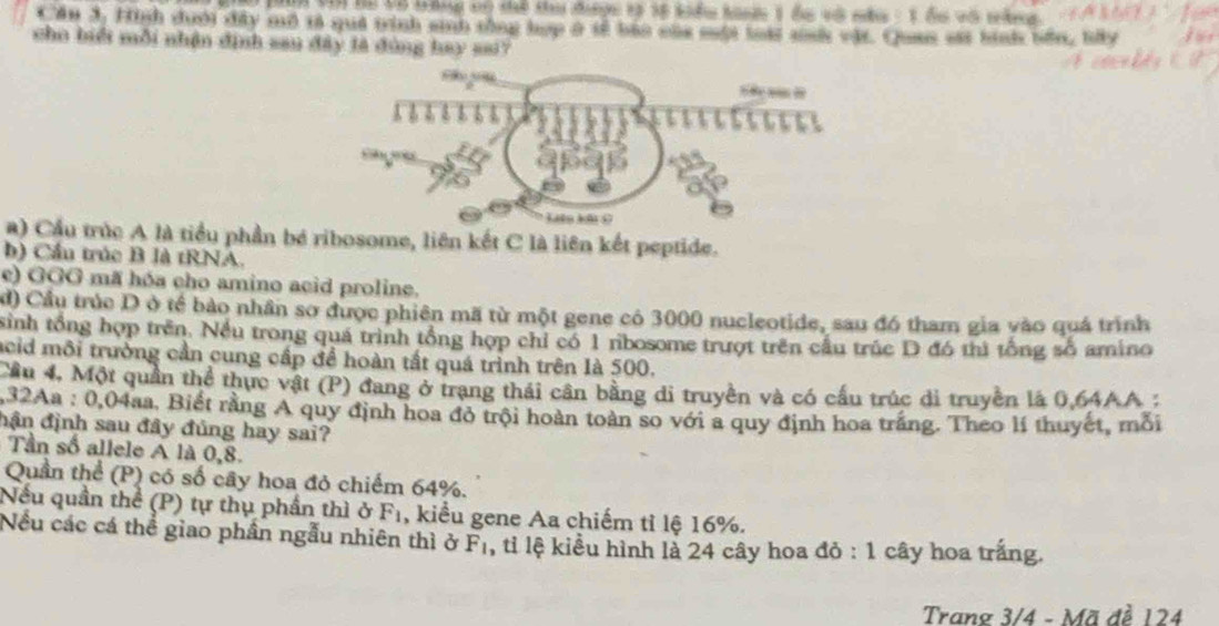 Hăh Vận Bà Vô tánng có tể tu tượn tả 36 kiểm hinh 1 đu vớ na - 1 đa với táng 
Cần 3, High dưới dây ad to qui tich aih thng hợp a tf bao wae một toit ank wht. Quas ast binh thn, thy 
cho biểt mỗi nhận định sau đây là đùng hay sai? 
a) Cầu trúc A là tiểu phần bé ribosome, liên kết C là liên kết peptide. 
b) Cầu trúc B là tRNA. 
e) GGG mã hóa cho amino acid proline. 
đ) Cầu trúc D ở tể bảo nhân sơ được phiên mã từ một gene có 3000 nucleotide, sau đó tham gia vào quá trình 
sinh tổng hợp trên. Nếu trong quá trình tổng hợp chỉ có 1 ribosome trượt trên cầu trúc D đó thì tổng số amino 
acid môi trường cần cung cấp để hoàn tất quá trình trên là 500. 
ầu 4, Một quần thể thực vật (P) đang ở trang thái cần bằng di truyền và có cấu trúc di truyền lá 0.64AA; 
, 32Aa : 0,04aa. Biết rằng A quy định hoa đỏ trội hoàn toàn so với a quy định hoa trắng. Theo lí thuyết, mỗi 
đận định sau đây đúng hay sai? 
Tần số allele A là 0,8. 
Quần thể (P) có số cây hoa đỏ chiếm 64%. 
Nếu quần thể (P) tự thụ phần thì ở F_1 , kiểu gene Aa chiếm tỉ lệ 16%. 
Nếu các cá thể giao phần ngẫu nhiên thì ở F_1 , tỉ lệ kiểu hình là 24 cây hoa đỏ : 1 cây hoa trắng. 
Trang 3/4 - Mã đề 124