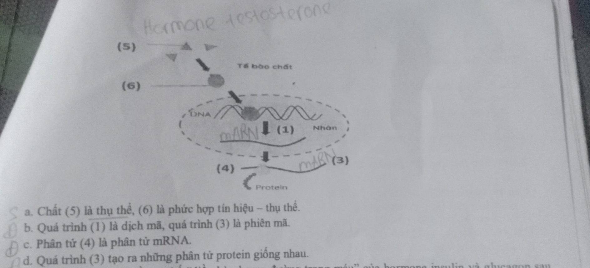 (5)
Tế bào chất
(6)
∞ARN (1) Nhân
(3)
(4)
Protein
a. Chất (5) là thụ thể, (6) là phức hợp tín hiệu - thụ thể.
b. Quá trình (1) là dịch mã, quá trình (3) là phiên mã.
c. Phân tử (4) là phân tử mRNA.
d. Quá trình (3) tạo ra những phân tử protein giống nhau.