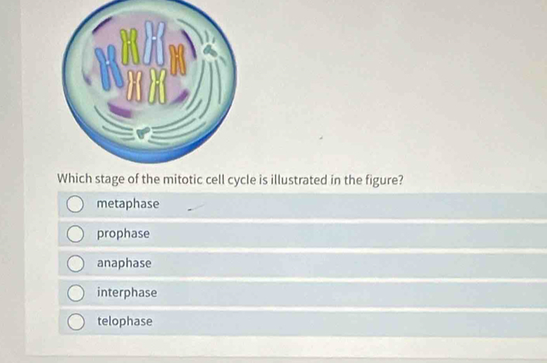 is illustrated in the figure?
metaphase
prophase
anaphase
interphase
telophase