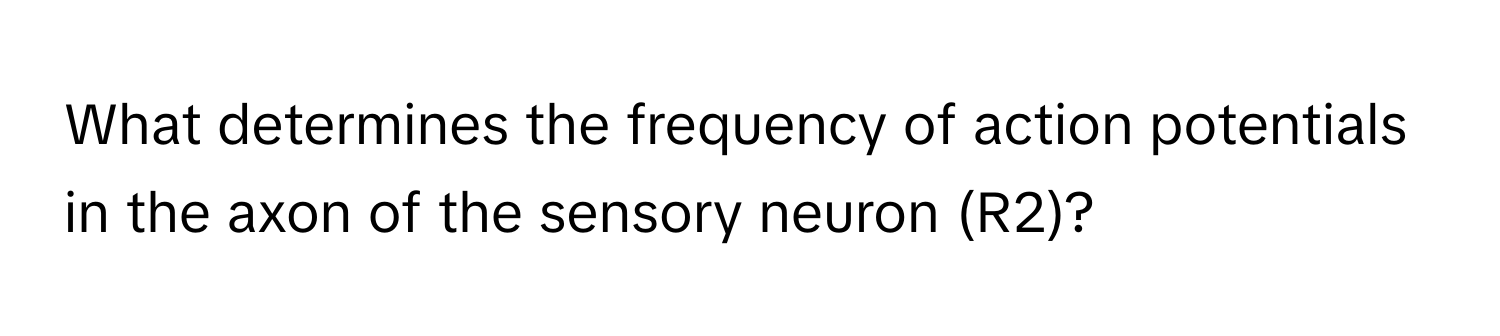 What determines the frequency of action potentials in the axon of the sensory neuron (R2)?