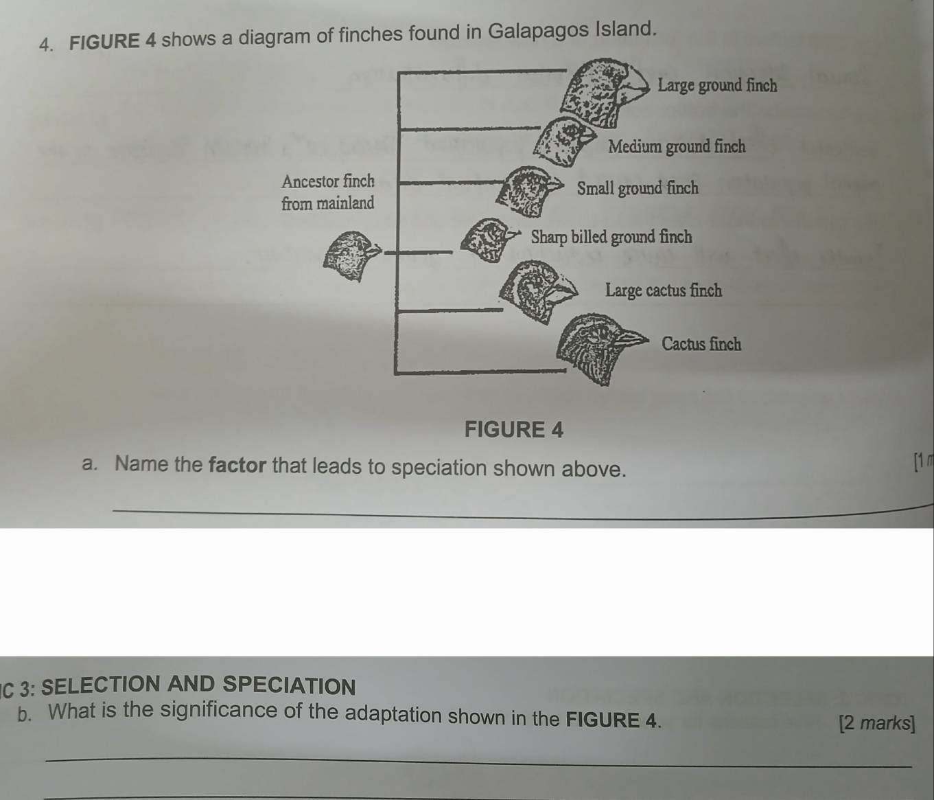 FIGURE 4 shows a diagram of finches found in Galapagos Island. 
FIGURE 4 
a. Name the factor that leads to speciation shown above. 
[1 π 
_ 
_ 
C 3: SELECTION AND SPECIATION 
b. What is the significance of the adaptation shown in the FIGURE 4. 
[2 marks] 
_ 
_