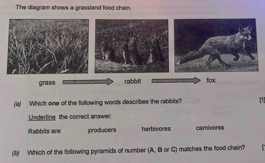 Solved: The diagram shows a grassland food chain. grass rabbit fox (a ...