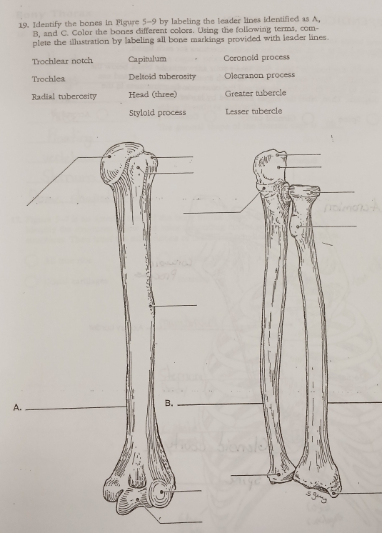 Solved: Identify the bones in Figure 5-9 by labeling the leader lines ...