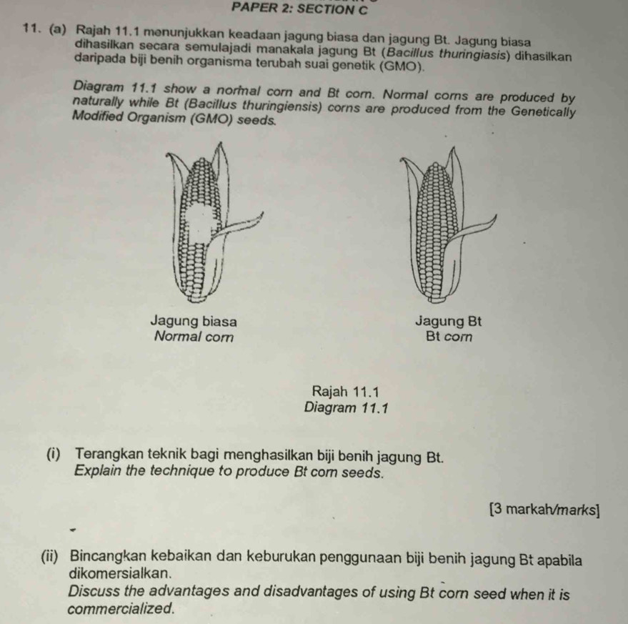 PAPER 2: SECTION C 
11. (a) Rajah 11.1 menunjukkan keadaan jagung biasa dan jagung Bt. Jagung biasa 
dihasilkan secara semulajadi manakala jagung Bt (Bacillus thuringiasis) dihasilkan 
daripada biji benih organisma terubah suai genetik (GMO). 
Diagram 11.1 show a normal corn and Bt corn. Normal corns are produced by 
naturally while Bt (Bacillus thuringiensis) corns are produced from the Genetically 
Modified Organism (GMO) seeds. 


Rajah 11.1 
Diagram 11.1 
(i) Terangkan teknik bagi menghasilkan biji benih jagung Bt. 
Explain the technique to produce Bt corn seeds. 
[3 markah/marks] 
(ii) Bincangkan kebaikan dan keburukan penggunaan biji benih jagung Bt apabila 
dikomersialkan. 
Discuss the advantages and disadvantages of using Bt corn seed when it is 
commercialized.