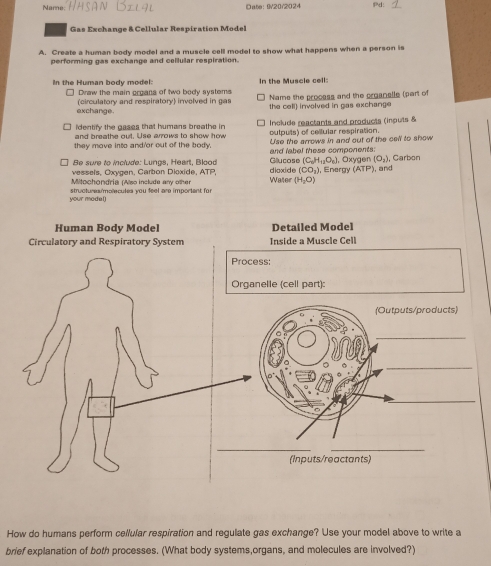 Name Date: 9/20/2024 Pd: 
Gas Exchange & Cellular Respiration Model 
A. Create a human body model and a muscle cell model to show what happens when a person is 
performing gas exchange and cellular respiration. 
In the Human body model: In the Muscle cell: 
□ Draw the main organs of two body systems Name the prooass and the crganalle (part of 
exchange. (circulatory and respiratory) involved in gas the cell) invelved in gas exchange 
identify the gases that humans breathe in Include reactants and products (inputs & 
and breathe out. Use arrows to show how outputs) of cellular respiration. 
they move into and/or out of the body, Use the arrows in and out of the cell to show 
Be sure to include: Lungs, Heart, Blood and labal these components: 
Glucose (C_6H_12O_6), 
vessels, Oxygen, Carbon Dioxide, ATP, dioxide (CO_3) , Energy , Oxygen (O_2) Carbon
(ATP)
Mitochondria (Also include any other Water (H_2O) , and 
your mode() strctures/mplecutea vou feel are importent for 
Human Body Model Detailed Model 
Circulatory and Respiratory System Inside a Muscle Cell 
Process: 
Orqanelle (cell part): 
(Outputs/products) 
_ 
_ 
_ 
_ 
(Inputs/reactants) 
How do humans perform cellular respiration and regulate gas exchange? Use your model above to write a 
brief explanation of both processes. (What body systems,organs, and molecules are involved?)