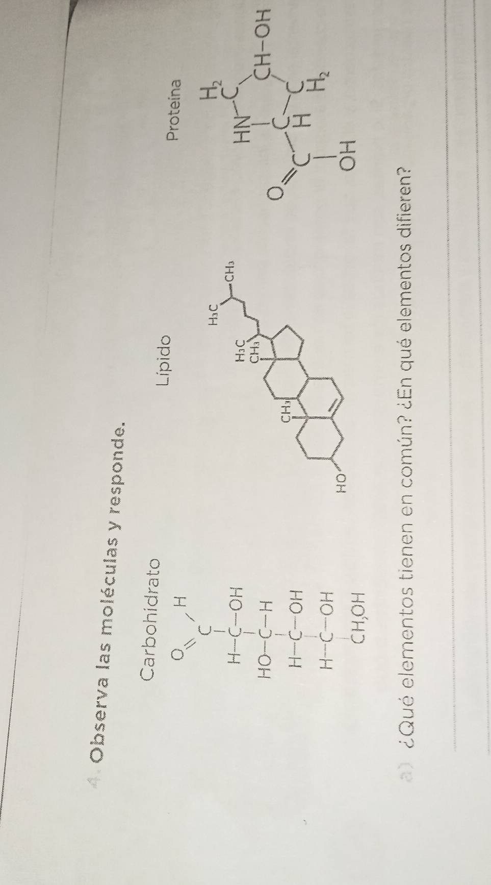 Observa las moléculas y responde.
Carbohidrato
Lípido Proteína
H
C
H-C-OH
HO-C-H
H-C-OH
H-C-OH
CH,OH
¿Qué elementos tienen en común? ¿En qué elementos difieren?
_
_