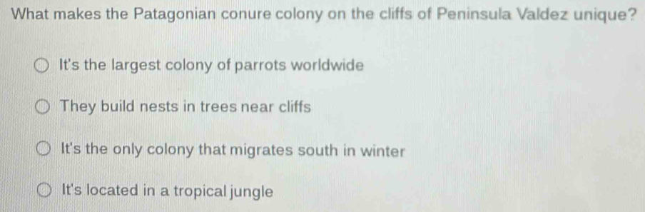 What makes the Patagonian conure colony on the cliffs of Peninsula Valdez unique?
It's the largest colony of parrots worldwide
They build nests in trees near cliffs
It's the only colony that migrates south in winter
It's located in a tropical jungle