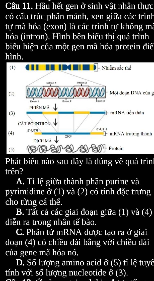 Hầu hết gen ở sinh vật nhân thực
có cấu trúc phân mảnh, xen giữa các trình
tự mã hóa (exon) là các trình tự không mã
hóa (intron). Hình bên biểu thị quá trình
biểu hiện của một gen mã hóa protein điể
hình.
(1) Nhiễm sắc thể
Intron 1 Intron 2
(2) Một đoạn DNA của g
Exon 1 Exon 2 Exon 3
phiên mã
(3) mRNA tiền thân
CÁT BO INTRON
(4) 5'-UTR
3'-UT R
ORF mRNA trưởng thành
DỊCh MÀ
(5)
Protcin
Phát biểu nào sau đây là đúng về quá trình
trên?
A. Tỉ lệ giữa thành phần purine và
pyrimidine ở (1) và (2) có tính đặc trưng
cho từng cá thể.
B. Tất cả các giai đoạn giữa (1) và (4)
diễn ra trong nhân tế bào.
C. Phân tử mRNA được tạo ra ở giai
đoạn (4) có chiều dài bằng với chiều dài
của gene mã hóa nó.
D. Số lượng amino acid ở (5) tỉ lệ tuyê
tính với số lượng nucleotide ở (3).