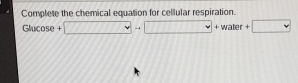 Complete the chemical equation for cellular respiration.
Glucose + □ to +□ +water+□