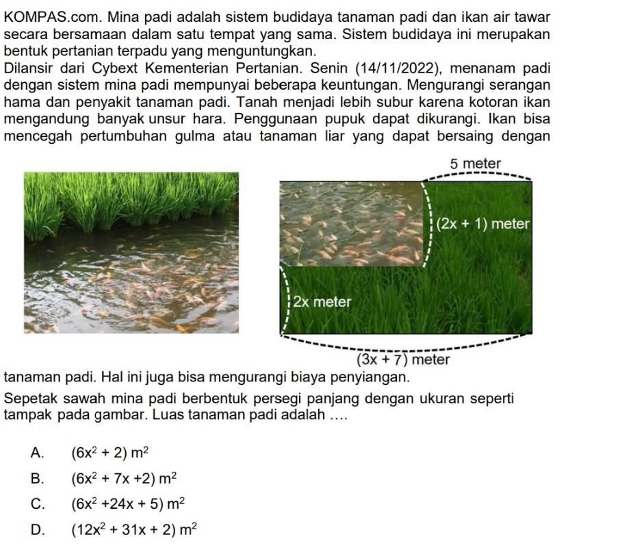 KOMPAS.com. Mina padi adalah sistem budidaya tanaman padi dan ikan air tawar
secara bersamaan dalam satu tempat yang sama. Sistem budidaya ini merupakan
bentuk pertanian terpadu yang menguntungkan.
Dilansir dari Cybext Kementerian Pertanian. Senin (14/11/2022), menanam padi
dengan sistem mina padi mempunyai beberapa keuntungan. Mengurangi serangan
hama dan penyakit tanaman padi. Tanah menjadi lebih subur karena kotoran ikan
mengandung banyak unsur hara. Penggunaan pupuk dapat dikurangi. Ikan bisa
mencegah pertumbuhan gulma atau tanaman liar yang dapat bersaing dengan
tanaman padi. Hal ini juga bisa mengurangi biaya penyiangan.
Sepetak sawah mina padi berbentuk persegi panjang dengan ukuran seperti
tampak pada gambar. Luas tanaman padi adalah ....
A. (6x^2+2)m^2
B. (6x^2+7x+2)m^2
C. (6x^2+24x+5)m^2
D. (12x^2+31x+2)m^2