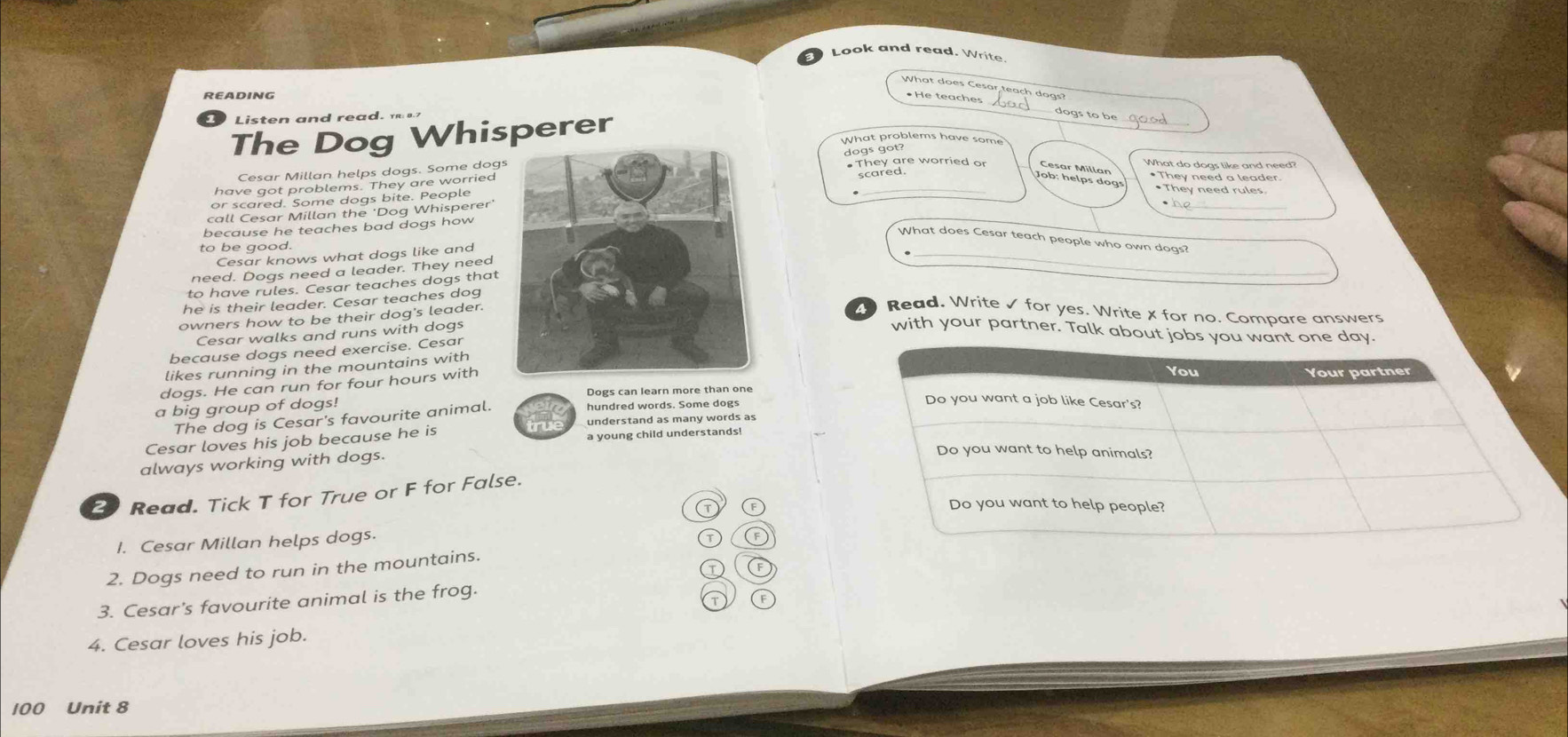 Look and read. Write. 
_ 
What does Cesar teach dogs? 
READING •He teaches 
Listen and read. 
The Dog Whisperer 
What problems have some 
dogs got? 
What do dogs like and need? 
_ 
Cesar Millan helps dogs. Some dog They are worried or * They need a leader 
have got problems. They are worried 
or scared. Some dogs bite. People 
•They need rules 
call Cesar Millan the 'Dog Whisperer' 
he 
because he teaches bad dogs how 
What does Cesar teach people who own dogs? 
to be good. 
Cesar knows what dogs like and 
need. Dogs need a leader. They need 
_ 
to have rules. Cesar teaches dogs that 
he is their leader. Cesar teaches dog 
owners how to be their dog's leader. 
Read. Write ✓ for yes. Write X for no. Compare answer 
Cesar walks and runs with dogs 
with your partner. Talk about jobs you want one day. 
because dogs need exercise. Cesar 
likes running in the mountains with 
dogs. He can run for four hours with 
You Your partner 
a big group of dogs! Dogs can learn more than one 
The dog is Cesar's favourite animal. 
hundred words. Some dogs 
Do you want a job like Cesar's? 
understand as many words as 
Cesar loves his job because he is a young child understands! 
always working with dogs. 
Do you want to help animals? 
2 Read. Tick T for True or F for False. 
⑦ (F Do you want to help people? 
I. Cesar Millan helps dogs. 
T 
2. Dogs need to run in the mountains. 
a 
3. Cesar's favourite animal is the frog. 
① 
4. Cesar loves his job.
100 Unit 8