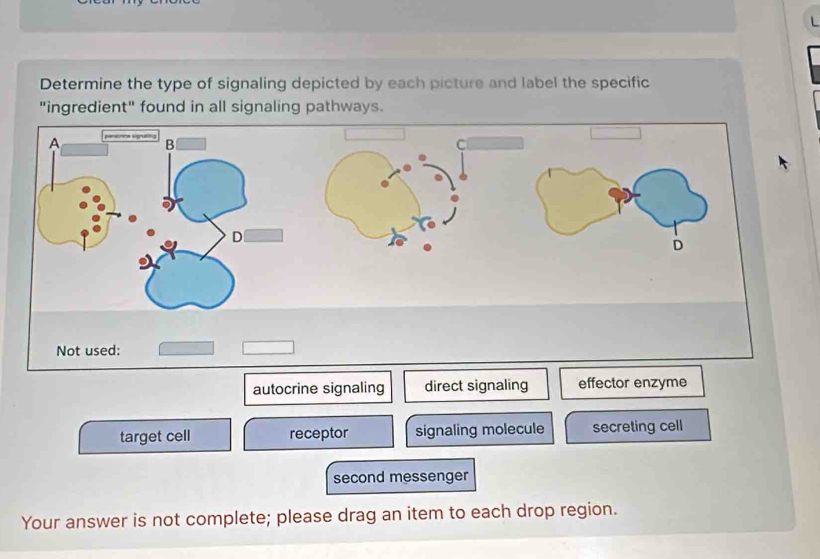 Determine the type of signaling depicted by each picture and label the specific
"ingredient" found in all signaling pathways.
Not used:
autocrine signaling direct signaling effector enzyme
target cell receptor signaling molecule secreting cell
second messenger
Your answer is not complete; please drag an item to each drop region.