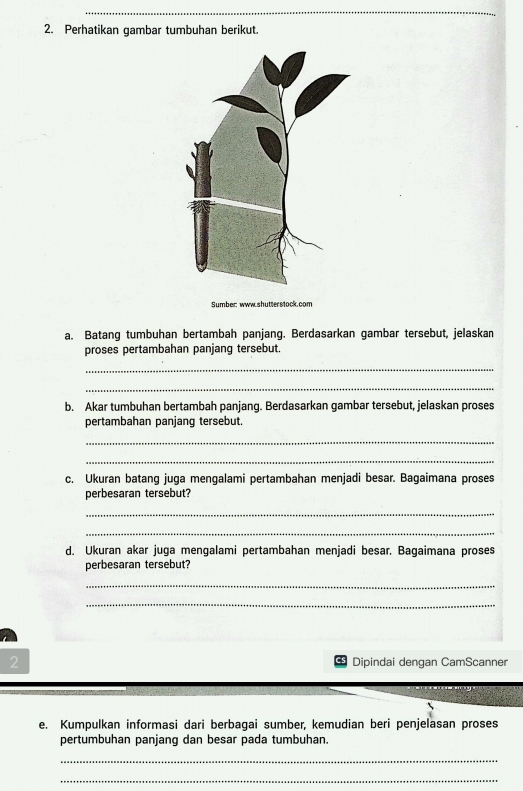 Perhatikan gambar tumbuhan berikut. 
Sumber: www.shutterstock.com 
a. Batang tumbuhan bertambah panjang. Berdasarkan gambar tersebut, jelaskan 
proses pertambahan panjang tersebut. 
_ 
_ 
b. Akar tumbuhan bertambah panjang. Berdasarkan gambar tersebut, jelaskan proses 
pertambahan panjang tersebut. 
_ 
_ 
c. Ukuran batang juga mengalami pertambahan menjadi besar. Bagaimana proses 
perbesaran tersebut? 
_ 
_ 
d. Ukuran akar juga mengalami pertambahan menjadi besar. Bagaimana proses 
perbesaran tersebut? 
_ 
_ 
2 Dipindai dengan CamScanner 
e. Kumpulkan informasi dari berbagai sumber, kemudian beri penjelasan proses 
pertumbuhan panjang dan besar pada tumbuhan. 
_ 
_