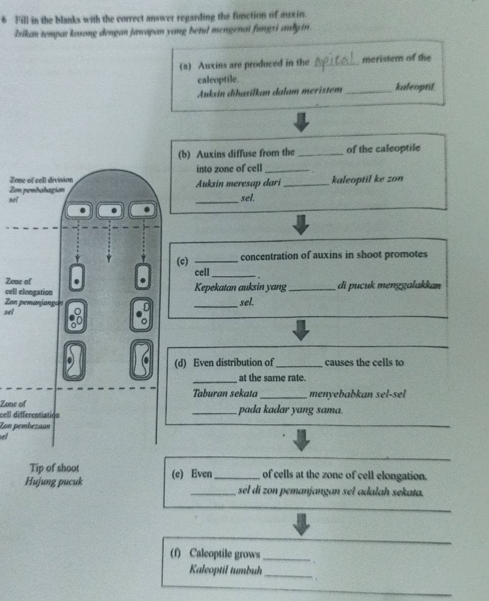 Fill in the blanks with the correct answer regarding the function of auxin. 
Isikan tempat kosong dengan jawapan yang betul mengenai fungzi aulgin. 
(a) Auxins are produced in the _meristem of the 
caleoptile. 
Auksin dīhasilkan dalam meristem_ kaleoptil 
(b) Auxins diffuse from the_ of the caleoptile 
into zone of cell_ 
Zone of cell division 
Zon pembahagian Auksin meresap dari _kaleoptil ke zon 
sel 
_sel. 
(c) _concentration of auxins in shoot promotes 
cell_ 
Zone of 
cell elongation Kepekatan auksin yang _di pucuk menggalakkan 
Zon pemanjangan 
sel _sel. 
a (d) Even distribution of_ causes the cells to 
_at the same rate. 
Taburan sekata _menyebabkan sel-sel 
Zone of 
cell differentiation _pada kadar yang sama. 
Zon pembezaan 
sel 
Tip of shoot _of cells at the zone of cell elongation. 
(e) Even 
Hujung pucuk 
_sel di zon pemanjangan seł adalah sekata. 
(f) Caleoptile grows_ 
Kaleoptil tumbuh_