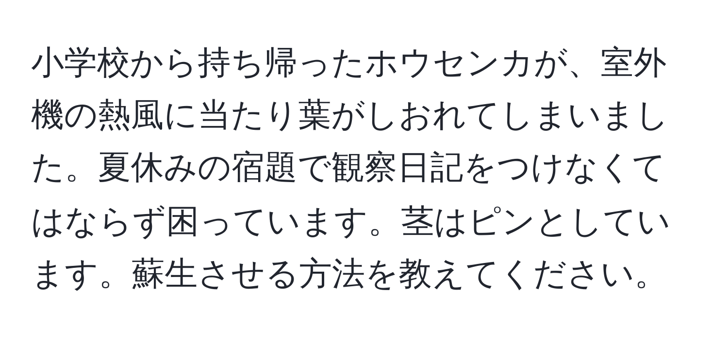 小学校から持ち帰ったホウセンカが、室外機の熱風に当たり葉がしおれてしまいました。夏休みの宿題で観察日記をつけなくてはならず困っています。茎はピンとしています。蘇生させる方法を教えてください。