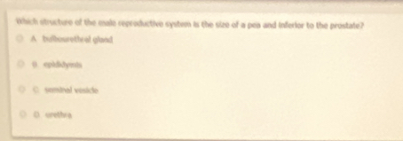 Which structure of the male reproductive system is the size of a pea and inferior to the prostate?
A bulbourethral glaod
0. ephdidymh
C. seminal vesiclo
D urethra