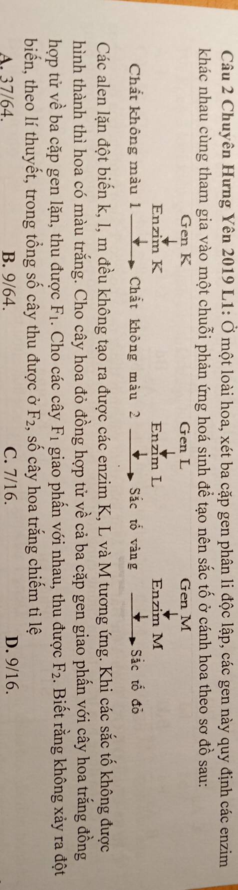 Chuyên Hưng Yên 2019 L1: Ở một loài hoa, xét ba cặp gen phân li độc lập, các gen này quy định các enzim
khác nhau cùng tham gia vào một chuỗi phản ứng hoá sinh để tạo nên sắc tố ở cánh hoa theo sơ đồ sau:
Gen K Gen L Gen M
Enzim K Enzim L Enzim M
Chất không màu 1 Chất khòng màu 2 Sắc tố vàng Sắc tố đỏ
Các alen lặn đột biến k, l, m đều không tạo ra được các enzim K, L và M tương ứng. Khi các sắc tố không được
hình thành thì hoa có màu trắng. Cho cây hoa đỏ đồng hợp tử về cả ba cặp gen giao phấn với cây hoa trắng đồng
hợp tử về ba cặp gen lặn, thu được F_1. Cho các cây F_1 giao phần với nhau, thu được F_2. Biết rằng không xảy ra đột
biến, theo lí thuyết, trong tổng số cây thu được ở F_2, , số cây hoa trắng chiếm tỉ lệ
A. 37/64. B. 9/64. C. 7/16. D. 9/16.