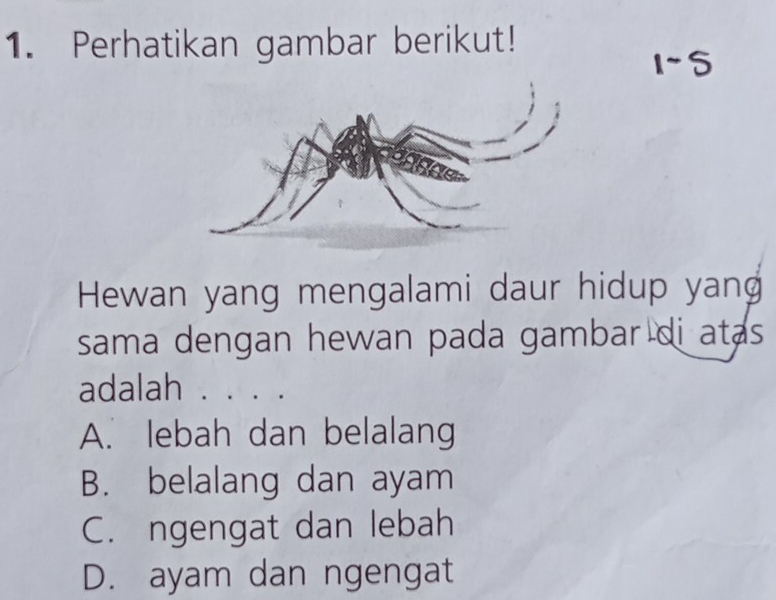 Perhatikan gambar berikut!
Hewan yang mengalami daur hidup yang
sama dengan hewan pada gambar di atas 
adalah . . . .
A. lebah dan belalang
B. belalang dan ayam
C. ngengat dan lebah
D. ayam dan ngengat