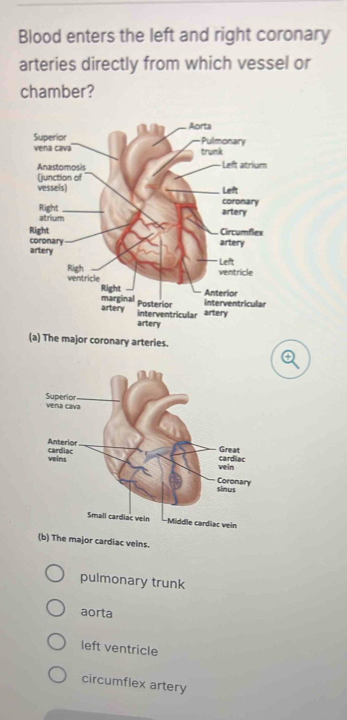 Blood enters the left and right coronary
arteries directly from which vessel or
chamber?
(a) The major coronary arteries.
(b) The major cardiac veins.
pulmonary trunk
aorta
left ventricle
circumflex artery