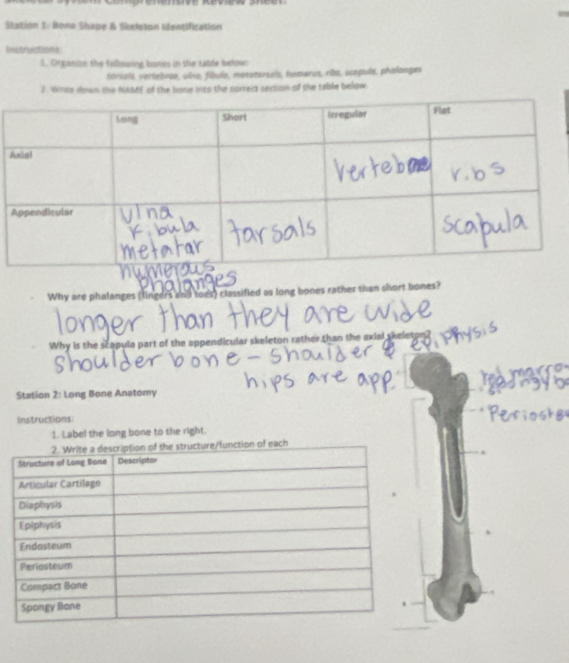 Station 3: Bone Shape & Skeleton identification 
Instruictions 
1. Organizn the following bones in the table below 
torials, vertebroe, ulno, fíbuls, motozersals, homerus, rila, scapula, phalanges 
2. Vnto down the NAMF of the bone into the sorrect section of the table below. 
Why are phalanges (fingers and loes) classified as long bones rather than short bones? 
Why is the scapula part of the appendicular skeleton rather than the axial skeleton 
Station 2: Long Bone Anatomy 
Instructions: 
1. Label the long bone to the right.