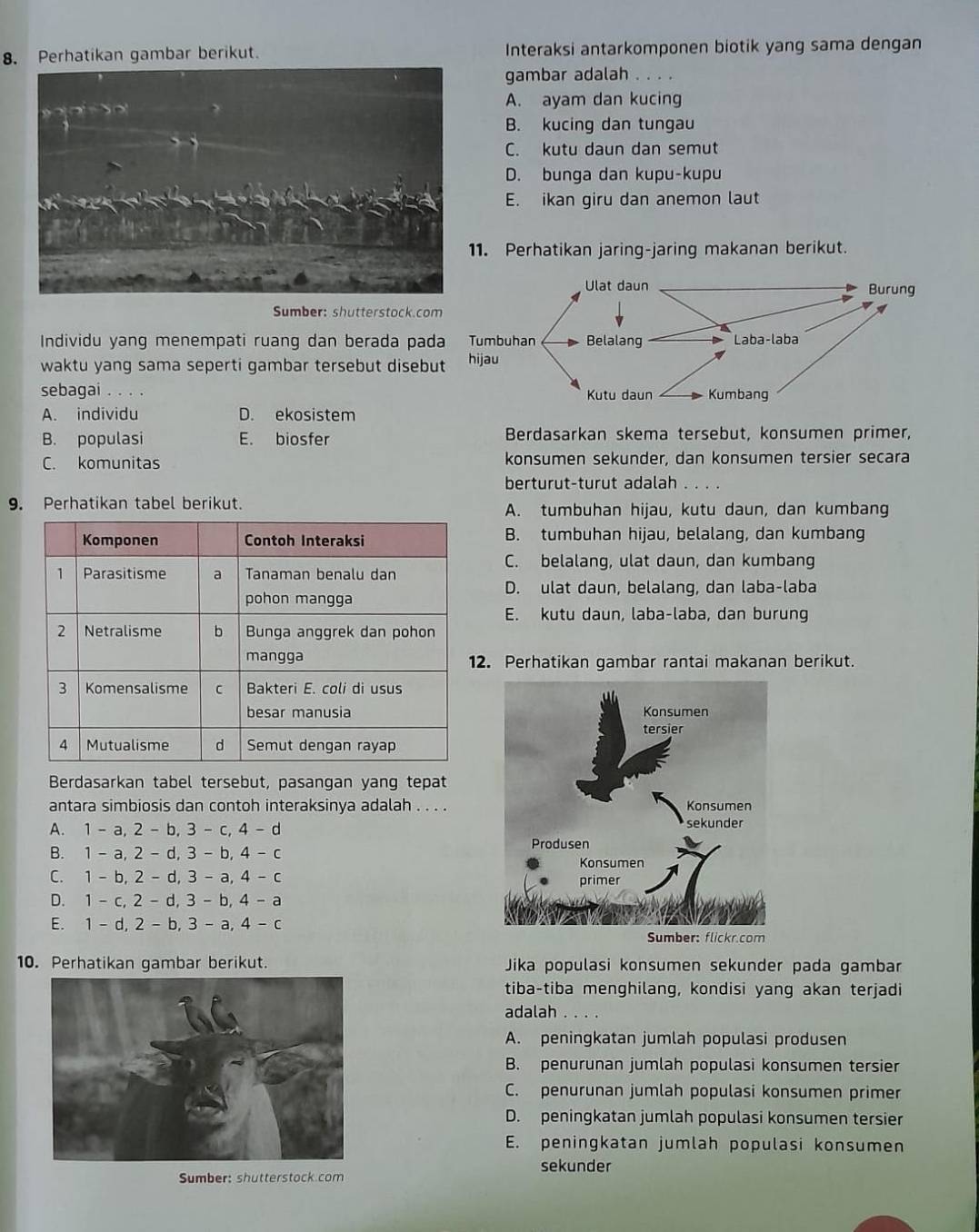 Perhatikan gambar berikut. Interaksi antarkomponen biotik yang sama dengan
gambar adalah . . . .
A. ayam dan kucing
B. kucing dan tungau
C. kutu daun dan semut
D. bunga dan kupu-kupu
E. ikan giru dan anemon laut
1. Perhatikan jaring-jaring makanan berikut.
Sumber: shutterstock.com
Individu yang menempati ruang dan berada pad
waktu yang sama seperti gambar tersebut disebu
sebagai .
A. individu D. ekosistem
B. populasi E. biosfer Berdasarkan skema tersebut, konsumen primer,
C. komunitas konsumen sekunder, dan konsumen tersier secara
berturut-turut adalah        
9. Perhatikan tabel berikut. A. tumbuhan hijau, kutu daun, dan kumbang
B. tumbuhan hijau, belalang, dan kumbang
C. belalang, ulat daun, dan kumbang
D. ulat daun, belalang, dan laba-laba
E. kutu daun, laba-laba, dan burung
2. Perhatikan gambar rantai makanan berikut.
Berdasarkan tabel tersebut, pasangan yang tepat
antara simbiosis dan contoh interaksinya adalah . . . .
A. 1 - a, 2 - b, 3 - c, 4 - d
B. 1 - a, 2 - d, 3 - b, 4 - c
C. 1 - b, 2 - d, 3 - a, 4 - c
D. 1 - c, 2- d, 3- b, 4 - a
E. 1 - d, 2 - b, 3 - a, 4 - c
10. Perhatikan gambar berikut. Jika populasi konsumen sekunder pada gambar
tiba-tiba menghilang, kondisi yang akan terjadi
adalah . . . .
A. peningkatan jumlah populasi produsen
B. penurunan jumlah populasi konsumen tersier
C. penurunan jumlah populasi konsumen primer
D. peningkatan jumlah populasi konsumen tersier
E. peningkatan jumlah populasi konsumen
sekunder
Sumber: shutterstock.com