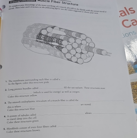 Drawing Comuua Müscle Fiber Structure 
wand. Then calar each srwcture in the fallowing figure; was the coless suggeited oo chaose was mes als 
To reinfarce your knowledge of the inner warkings of a muscle, firs fill in the blanks with the cerress word a 
Ca 
ions 
1. The membrane surrounding each fiber is called a_ 
In the figure, color this structure pink 
2. Long protein bundles called _fill the sarcoplasm. These structures store 
_ 
(which is used for energy) as well as oxygen. 
Color this structure yellow. 
3. The smooth endoplasmic reticulum of a muscle fiber is called the_ 
_; 
this is where _are stored. 
Color this structure blue. 
_allows_ 
4. A system of tubules called 
to travel deep into the cell. 
Color these structures green 
5. Myofibrils consist of even finer fibers called_ 
Color these structures brown.