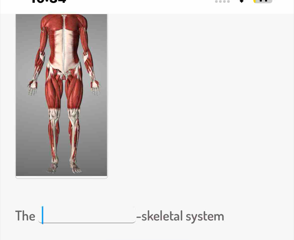 The _-skeletal system