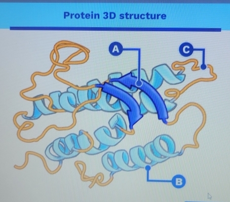 Protein 3D structure