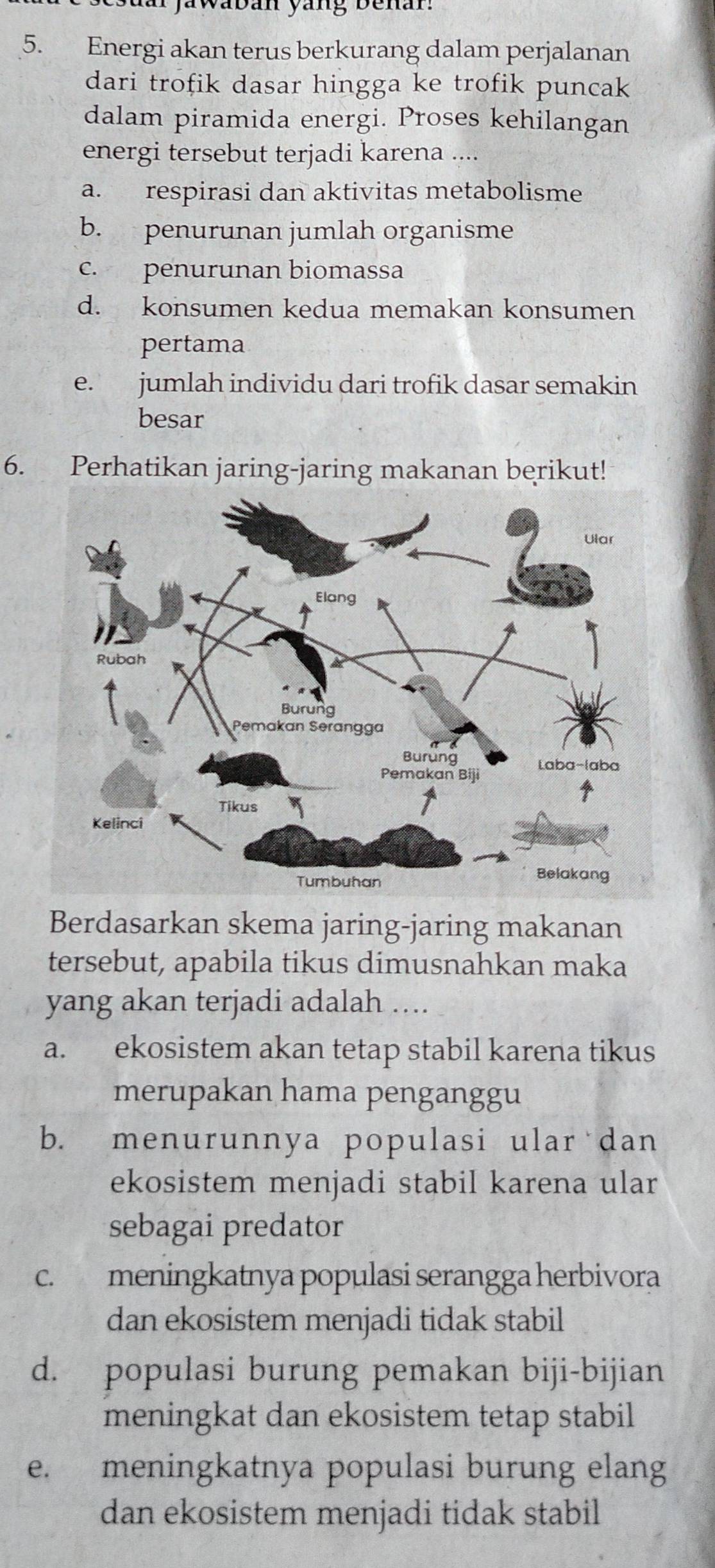 jawaban yang benar
5. Energi akan terus berkurang dalam perjalanan
dari trofik dasar hingga ke trofik puncak
dalam piramida energi. Proses kehilangan
energi tersebut terjadi karena ....
a. respirasi dan aktivitas metabolisme
b. penurunan jumlah organisme
c. penurunan biomassa
d. konsumen kedua memakan konsumen
pertama
e. jumlah individu dari trofik dasar semakin
besar
6. Perhatikan jaring-jaring makanan berikut!
Berdasarkan skema jaring-jaring makanan
tersebut, apabila tikus dimusnahkan maka
yang akan terjadi adalah ….
a. ekosistem akan tetap stabil karena tikus
merupakan hama penganggu
b. menurunnya populasi ular dan
ekosistem menjadi stabil karena ular
sebagai predator
c. meningkatnya populasi serangga herbivora
dan ekosistem menjadi tidak stabil
d. populasi burung pemakan biji-bijian
meningkat dan ekosistem tetap stabil
e. meningkatnya populasi burung elang
dan ekosistem menjadi tidak stabil