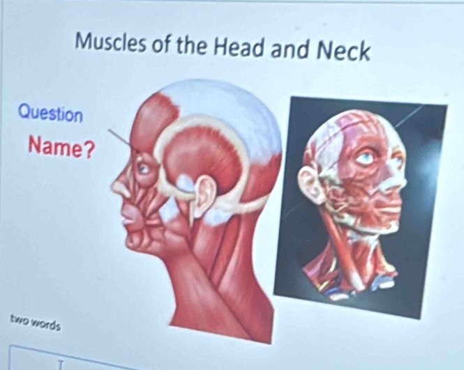 Muscles of the Head and Neck 
t 
γ