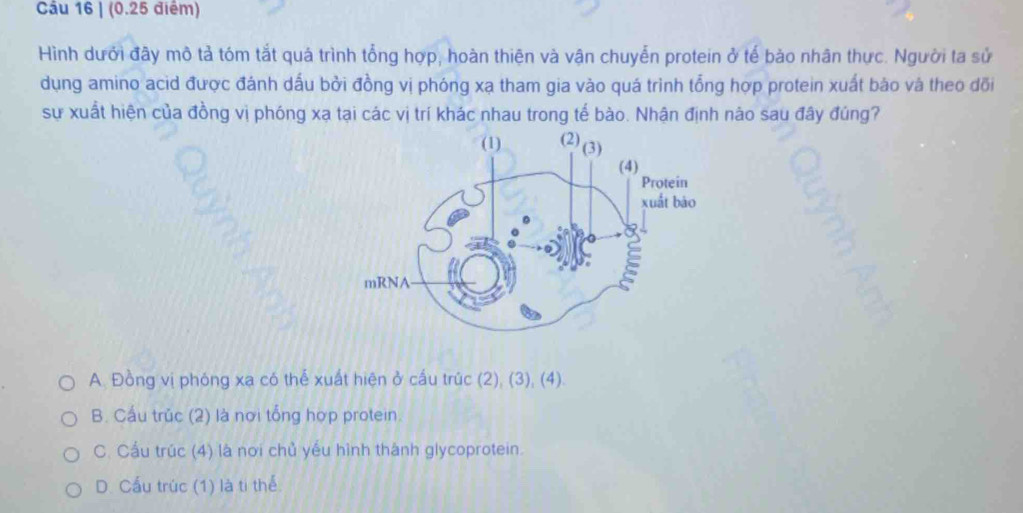 Cầu 16 | (0.25 điểm)
Hình dưới đây mô tả tóm tắt quá trình tổng hợp, hoàn thiện và vận chuyển protein ở tế bảo nhân thực. Người ta sử
dụng amino acid được đánh dấu bởi đồng vị phóng xạ tham gia vào quá trình tổng hợp protein xuất bào và theo đõi
sự xuất hiện của đồng vị phóng xạ tại các vị trí khác nhau trong tế bào. Nhận định nào sau đây đúng?
A. Đồng vị phóng xa có thế xuất hiện ở cấu trúc (2), (3), (4).
B. Cầu trúc (2) là nơi tổng hợp protein.
C. Cầu trúc (4) là nơi chủ yếu hình thành glycoprotein.
D. Cấu trúc (1) là ti thể