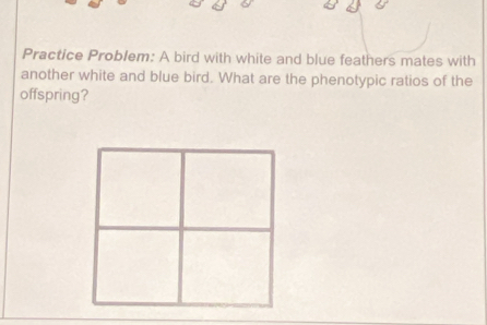 Practice Problem: A bird with white and blue feathers mates with 
another white and blue bird. What are the phenotypic ratios of the 
offspring?