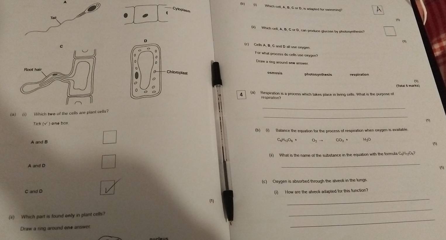 A
(b) (1) Which cell, A, B. C or D, is adapted for swimming?
Cytoplasm
(
Tạai A
(1)
(ii) Which cell, A, B, C or D, can produce glucose by photosynthesis?
(1)
(c) Cells A, B, C and D all use oxygen
For what process do cells use oxygen?
Draw a ring around one answer
osmosis photosynthesis respiration
(1)
(Total 5 marks)
4 (a) Respiration is a process which takes place in living cells. What is the purpose of
respiration
_
(a)(i) Which two of the cells are plant cells?
_
(1)
Tick (√ ) one box
(b) (i) Balance the equation for the process of respiration when oxygen is available
C_6H_12O_6+ O_2to CO_2+ H_2O
A and B (1)
(ii) What is the name of the substance in the equation with the formula C_6H_12O_6? 
_
A and D (1)
(c) Oxygen is absorbed through the alveoli in the lungs.
C and D
(i) How are the alveoli adapted for this function?
(1)
_
(ii) Which part is found only in plant cells?
_
Draw a ring around one answer.
_
aucleus