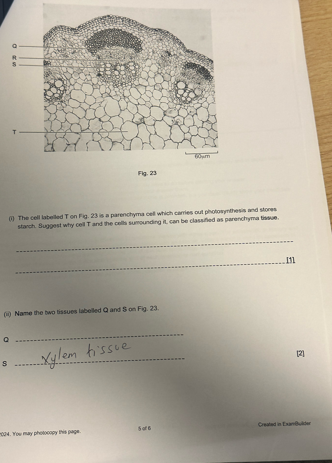 The cell labelled T on Fig. 23 is a parenchyma cell which carries out photosynthesis and stores 
starch. Suggest why cell T and the cells surrounding it, can be classified as parenchyma tissue. 
_ 
_[1] 
(ii) Name the two tissues labelled Q and S on Fig. 23. 
Q 
_ 
_ 
[2] 
S 
Created in ExamBuilder 
024. You may photocopy this page. 5 of 6