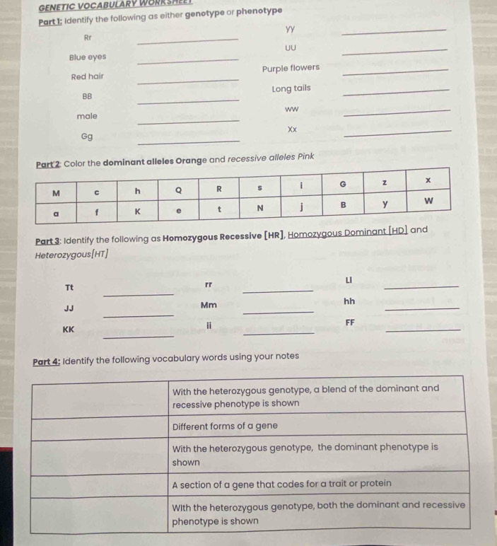 GENETIC VOCABULARY WORKSHEE 
Part 1: Identify the following as either genotype or phenotype 
yy 
Rr 
_ 
_ 
UU 
Blue eyes_ 
_ 
_ 
Red hair Purple flowers_ 
Long tails_ 
BB 
_ 
ww 
male 
_ 
_ 
_ 
_ 
Xx 
Gg 
Color the dominant alleles Orange and recessive alleles Pink 
Part 3: Identify the following as Homozygous Recessive [ HR ], Homozygous Dominant [ HD ] and 
Heterozygous[ HT ] 
_ 
Tt 
rr 
_ 
_ 
LI 
_ 
JJ 
_ 
Mm 
_ 
hh 
_
KK
_ 
i 
_ 
FF 
Part 4; Identify the following vocabulary words using your notes