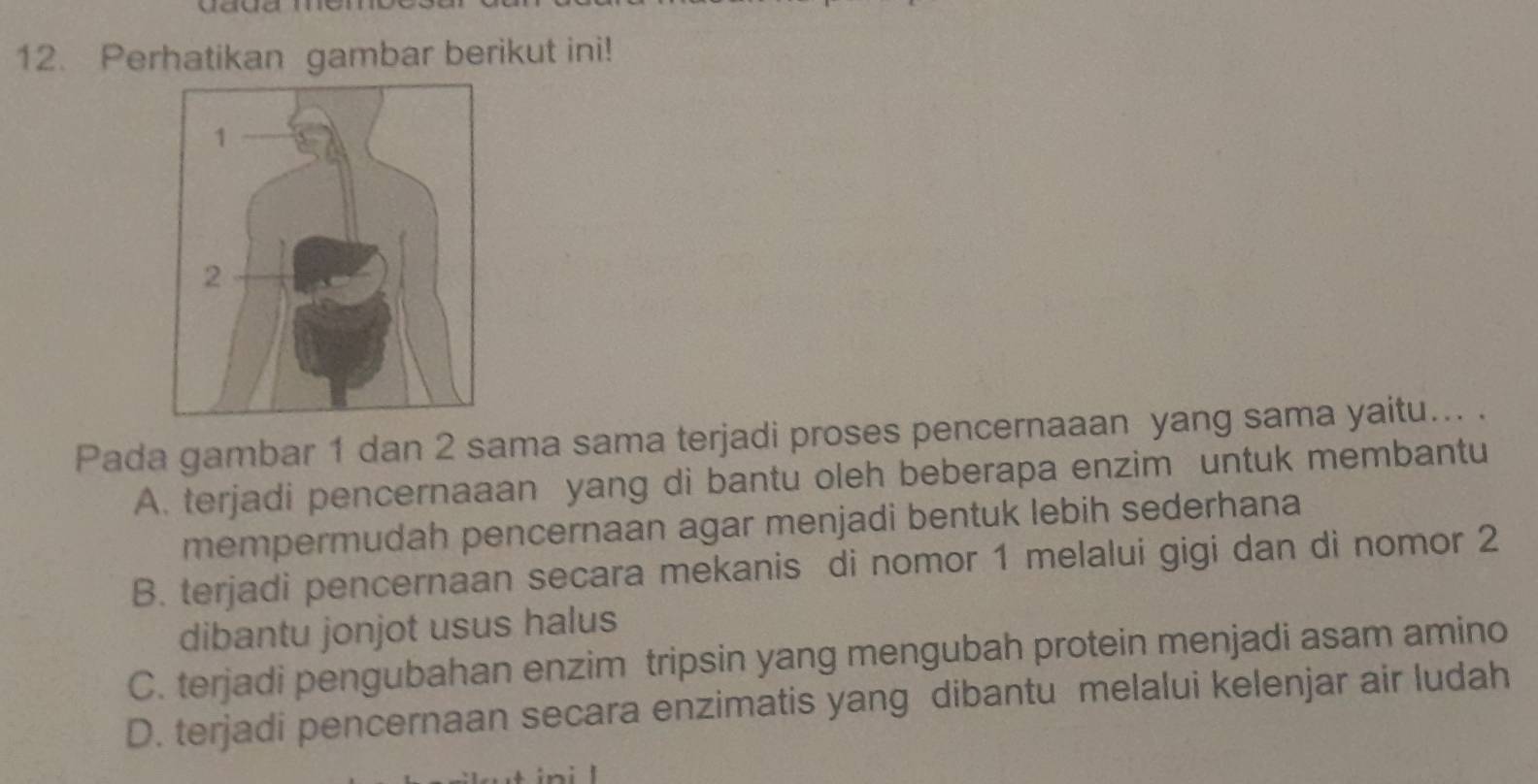 Perhatikan gambar berikut ini!
Pada gambar 1 dan 2 sama sama terjadi proses pencernaaan yang sama yaitu... .
A. terjadi pencernaaan yang di bantu oleh beberapa enzim untuk membantu
mempermudah pencernaan agar menjadi bentuk lebih sederhana
B. terjadi pencernaan secara mekanis di nomor 1 melalui gigi dan di nomor 2
dibantu jonjot usus halus
C. terjadi pengubahan enzim tripsin yang mengubah protein menjadi asam amino
D. terjadi pencernaan secara enzimatis yang dibantu melalui kelenjar air ludah