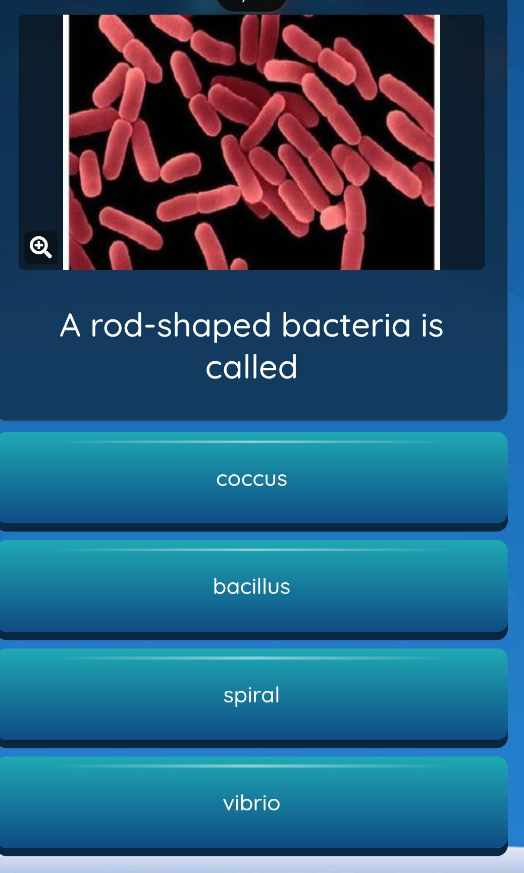 ④
A rod-shaped bacteria is
called
coCCUS
bacillus
spiral
vibrio